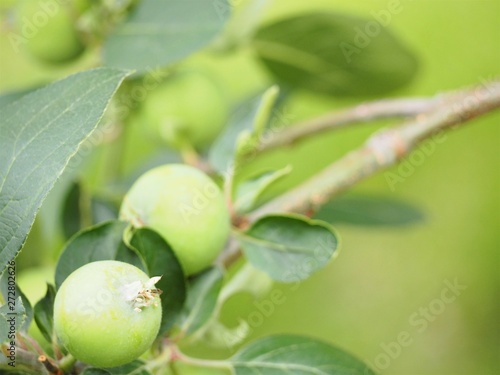 Wallpaper Mural 林檎の若い実　初夏 Torontodigital.ca