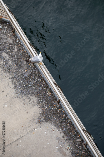 Seagull and Pier © lucid_dream