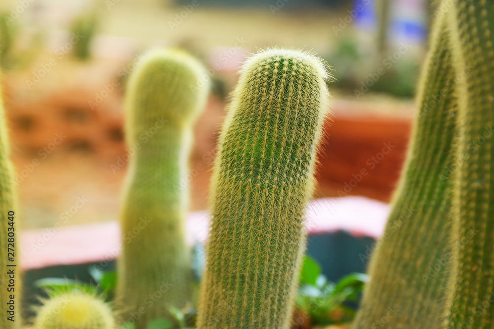 close up cactus in sand and stone close up cactus in sand and stone