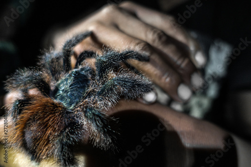A wild tarantula is sitting on a hand in the Amazonas