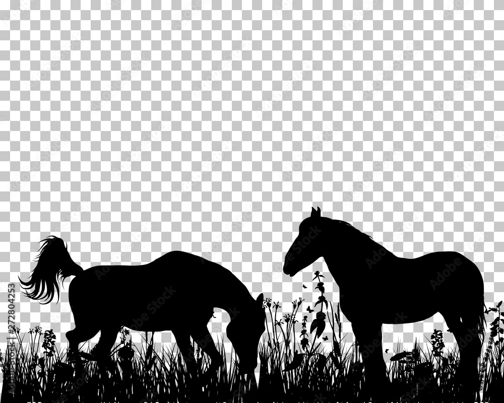Fototapeta Horse silhouette on Grass Background