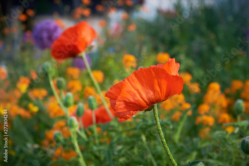 Beautiful red poppy flowers in the garden