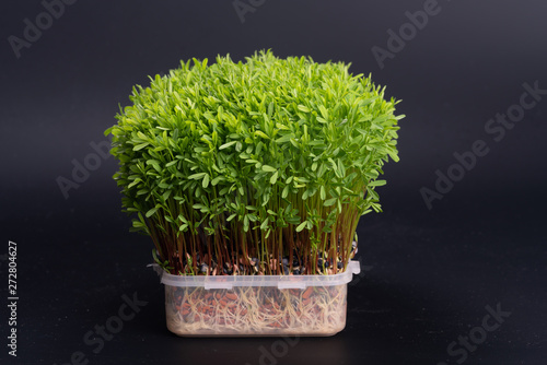 green sprouts edible plants. microgreens nutrition