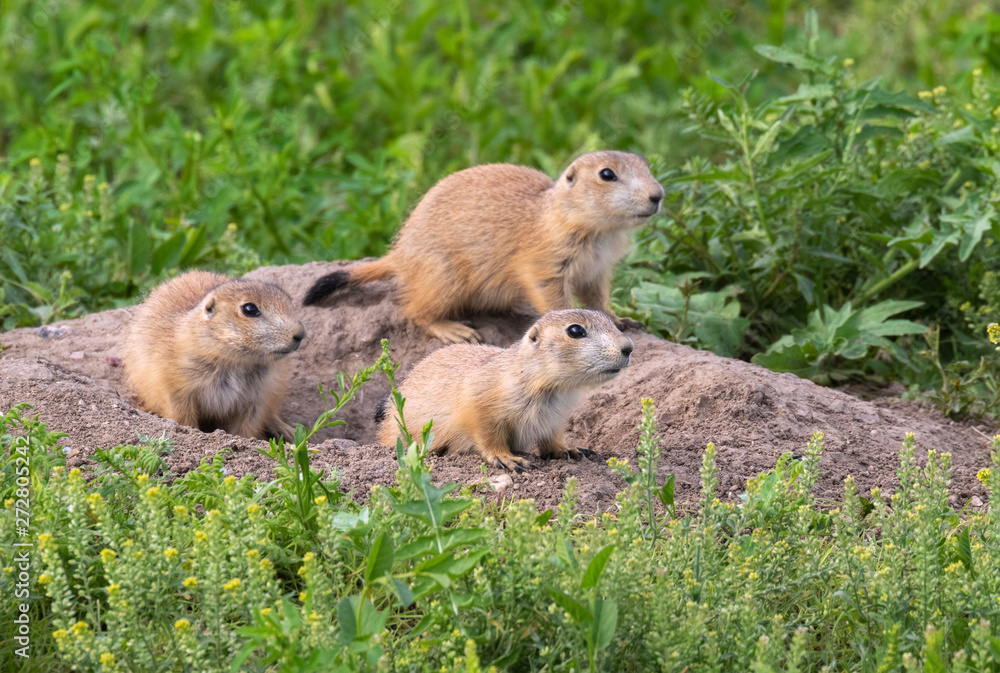 Black-tailed prairie dogs (Cynomys ludovicianus), a family at their burrow, Badlands National Park, South Dakota, USA. Black-tailed prairie dogs (Cynomys ludovicianus), a family at their burrow, Badlands National Park, South Dakota, USA.