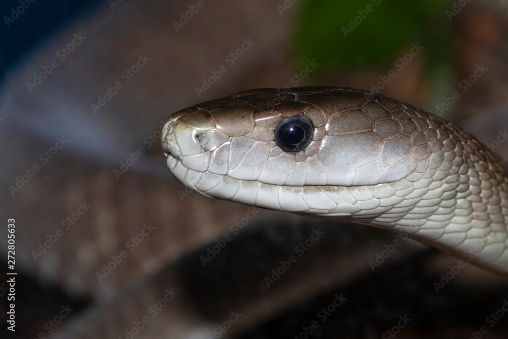 Black mamba (Dendroaspis polylepis) close up, captive (Native to sub-Saharan Africa). Black mamba (Dendroaspis polylepis) close up, captive (Native to sub-Saharan Africa).