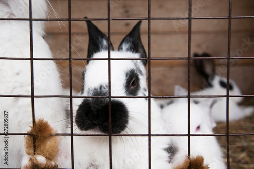 white rabbits with black nose and black ears behind the cage