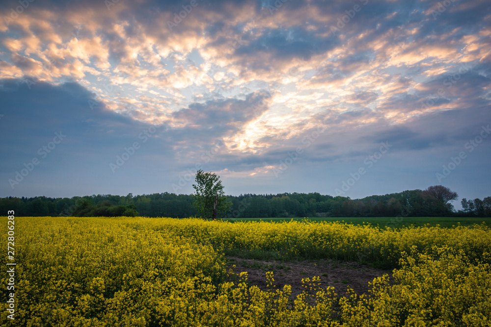 Obraz premium Field of rape in the morning somewhere in Mazovia
