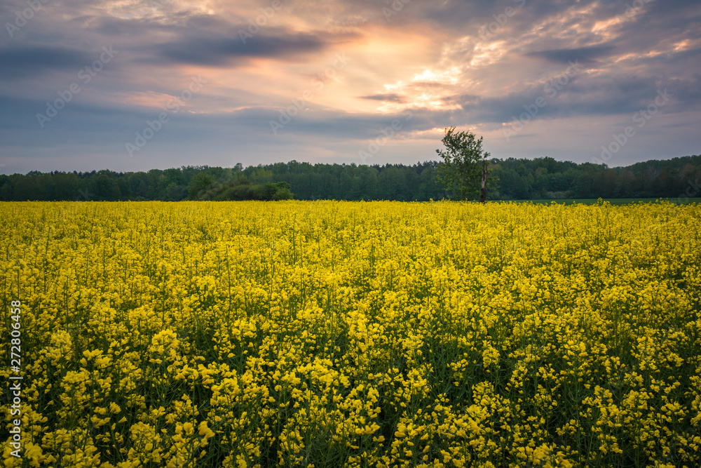 Field of rape in the morning somewhere in Mazovia