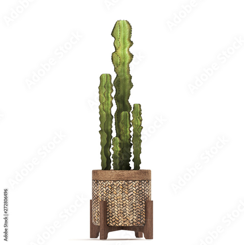 cactus in pot	 photo