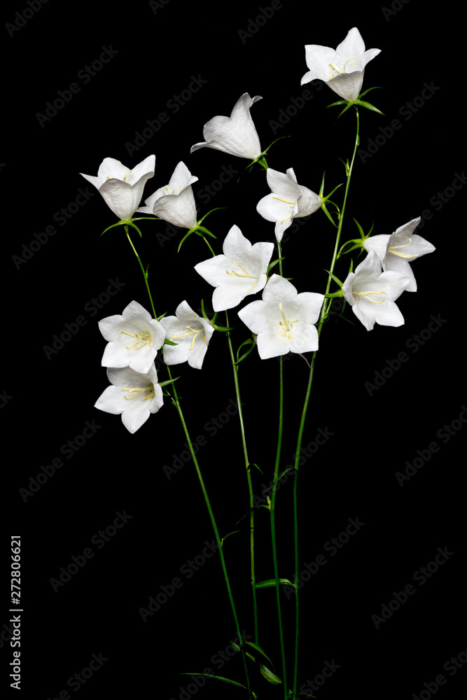 Obraz premium Weiße Glockenblume (Campanula) auf schwarzem Hintergrund