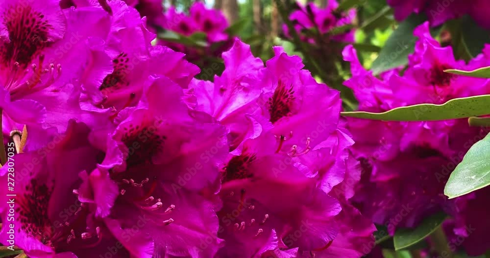 Close up view of beautiful Rhododendron flowers, 4K. Close up view of beautiful Rhododendron flowers, 4K.