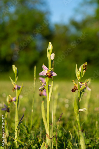 Close up ground level view of Wildflower Bee Orchid, Orchids, growing in Meadow