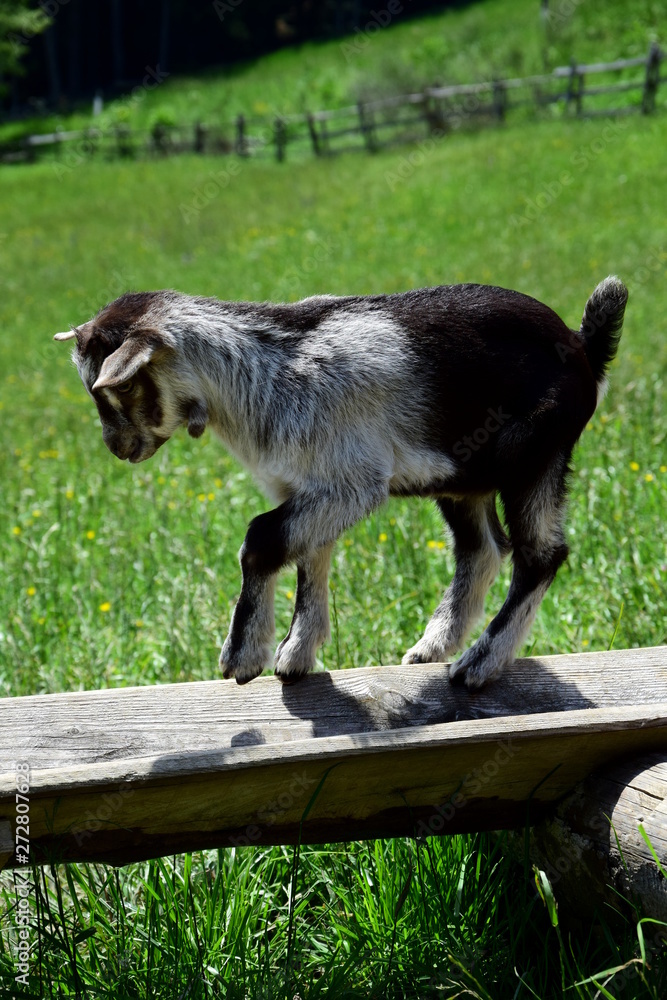 Fototapeta premium Kleines Zicklein auf dem Bauernhof