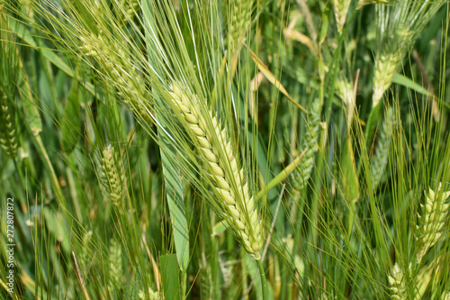Golden wheat field closeup version available