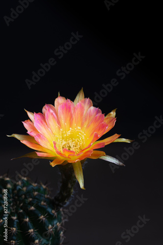Closeup beautiful blooming Lobivia cactus flower on black background