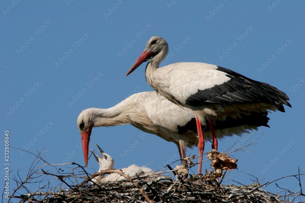 Fototapeta premium Bociany w gnieździe