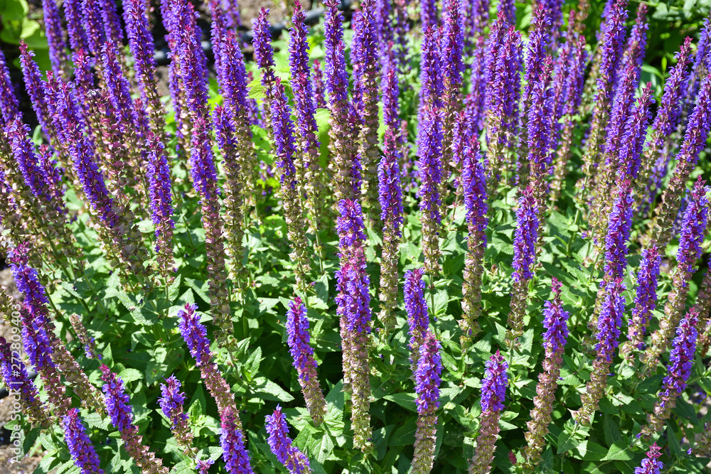 Obraz premium Levender flowers in the garden