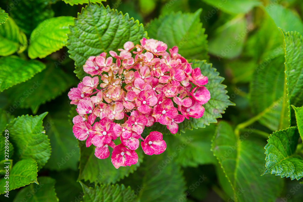 アジサイ、紫陽花、自然、日本 アジサイ、紫陽花、自然、日本