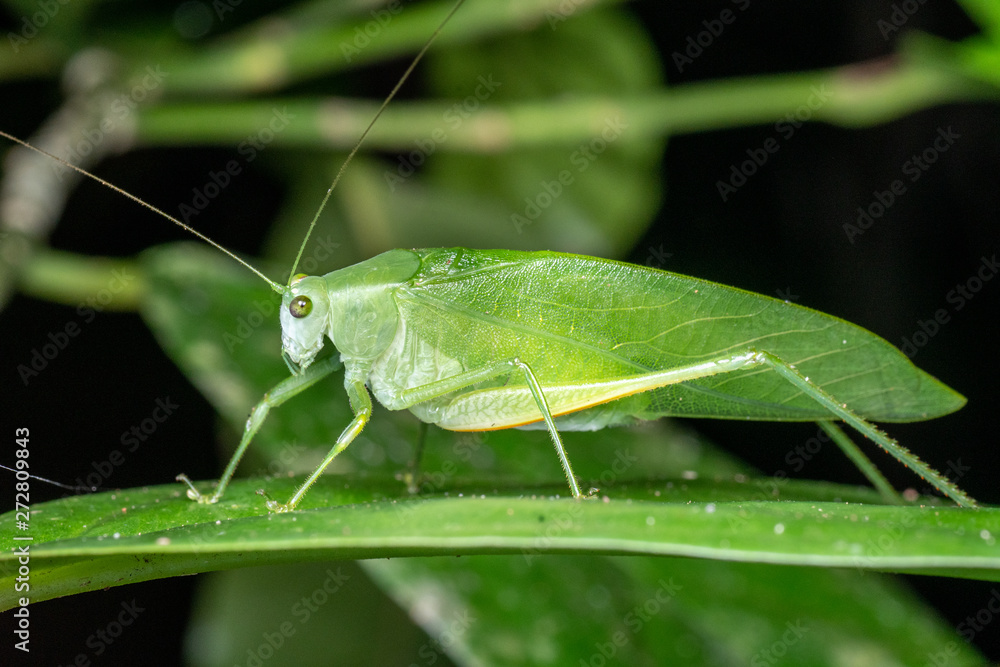 Green, long-legged katydid foraging on a leaf in the rainforest, at night Green, long-legged katydid foraging on a leaf in the rainforest, at night