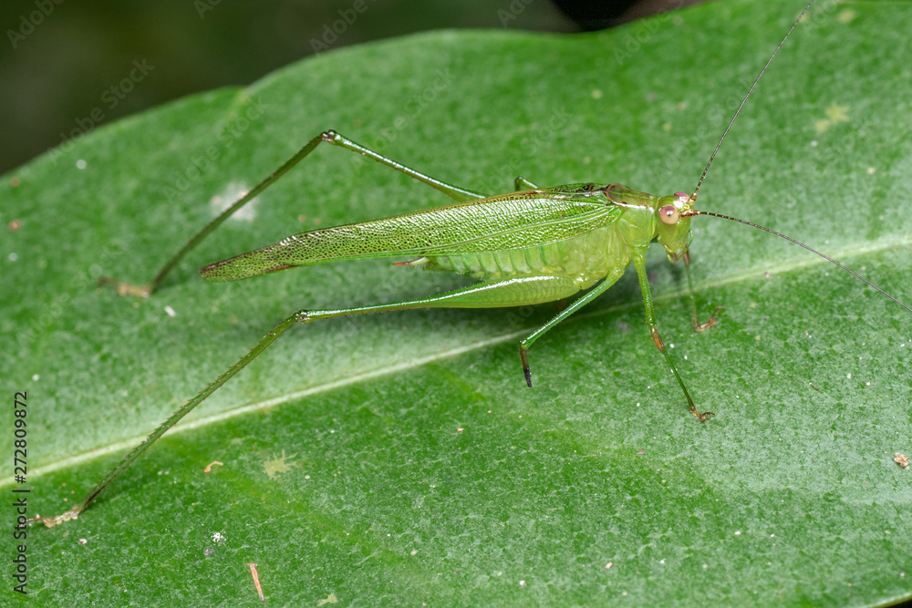 Green, long-legged katydid foraging on a leaf in the rainforest, at night Green, long-legged katydid foraging on a leaf in the rainforest, at night