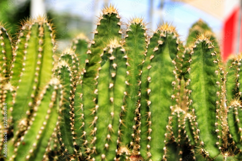 Cactus Cereus in the garden in Spring