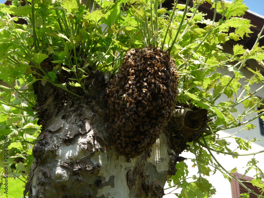 Alveare su un platano