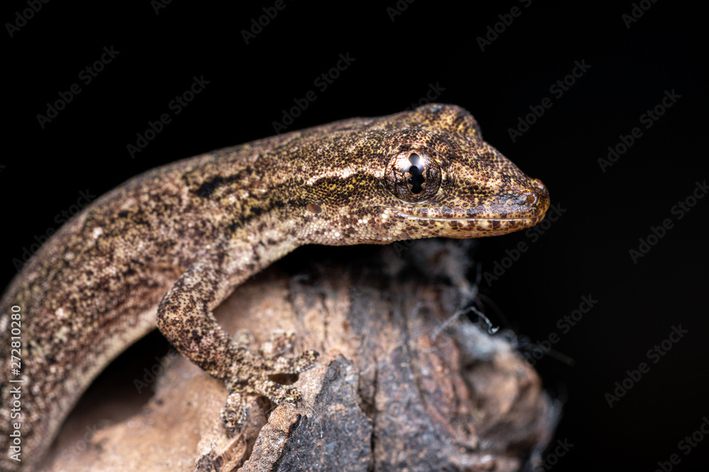 Lepidodactylus lugubris, the mourning gecko, showing scales and camouflaged pattern Lepidodactylus lugubris, the mourning gecko, showing scales and camouflaged pattern