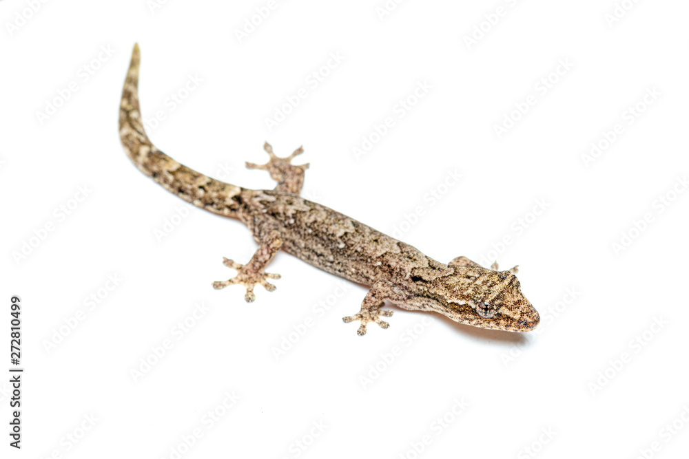 Naklejka premium Lepidodactylus lugubris, gekon żałobny, pokazujący łuski i zakamuflowany wzór