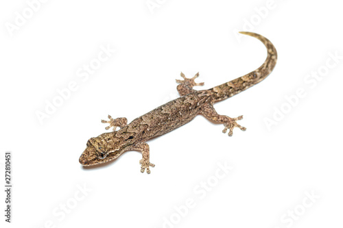 Lepidodactylus lugubris, the mourning gecko, showing scales and camouflaged pattern