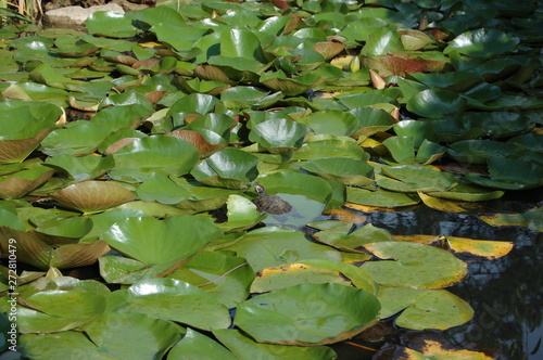 turtle in a pond in the middle of water lilies