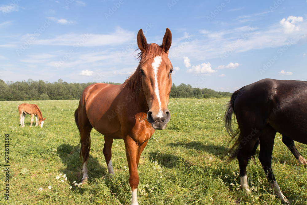herd of horses chestnut horse grazing in a summer field against the sky herd of horses chestnut horse grazing in a summer field against the sky