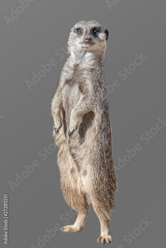 Portrait of playful and curious suricate (meerkat) isolated at grey background photo