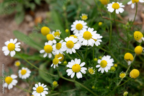 Echte Kamille (Matricaria chamomilla)