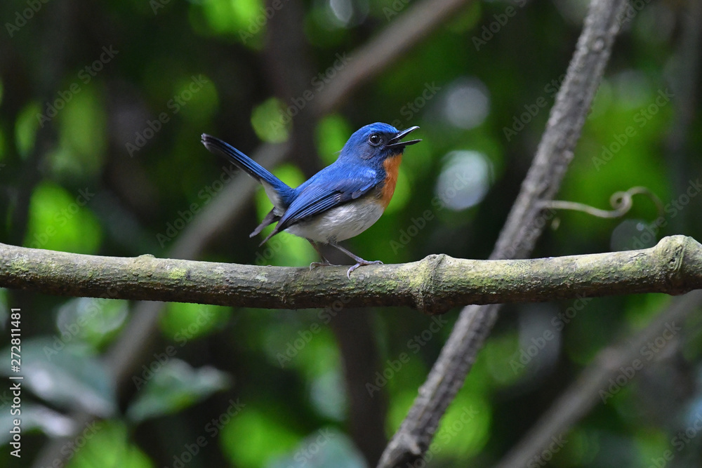 ジャングルの鳥ノドアカヒタキのさえずり Stock Photo Adobe Stock ジャングルの鳥ノドアカヒタキのさえずり Stock Photo Adobe Stock