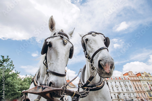 Two horses - white and black on the Old Town Square of Prague. View of the postcard Prague. View of Tyn church in sunny weather with blue sky.