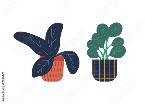Flora growing in pots vector, floral decoration for home vector, herbal set isolated. Natural decor, leafy plant, houseplant in containers flowerpots