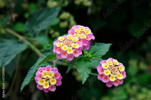 Wandelr  schen  Lantana  Pflanze mit Bl  ten