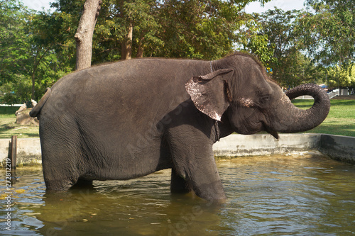 Big elephant in the park zoo. The animal is bathed in water in the reserve. Sri Lanka landscapes. Stock photo
