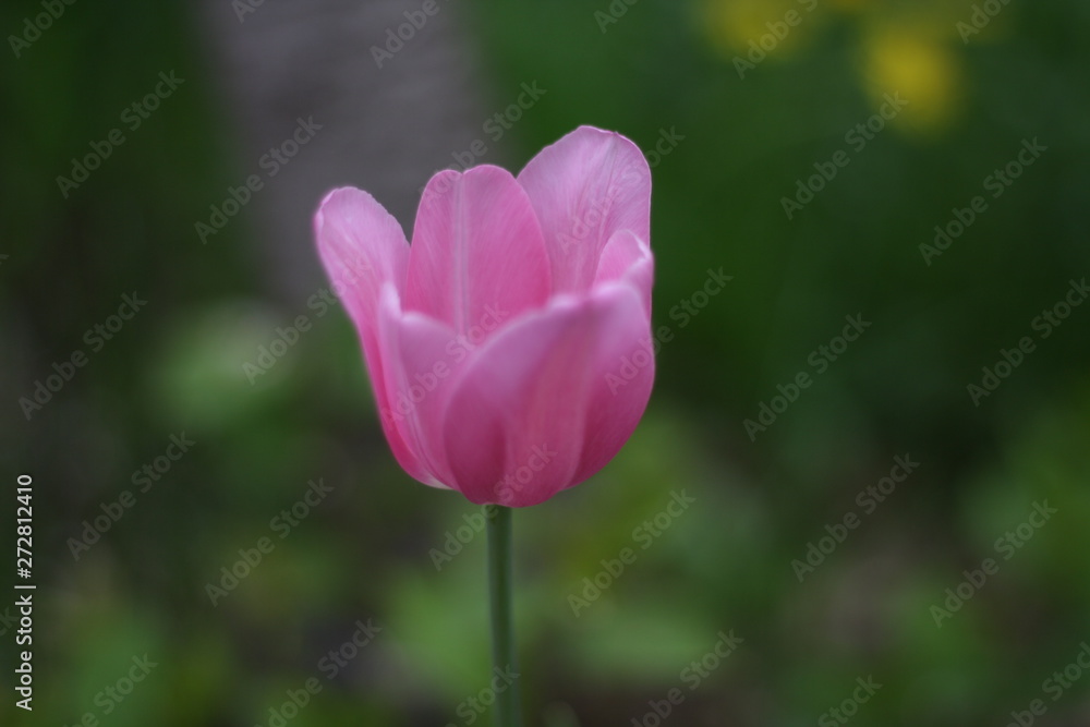 Pink tulip on the background of blurred green