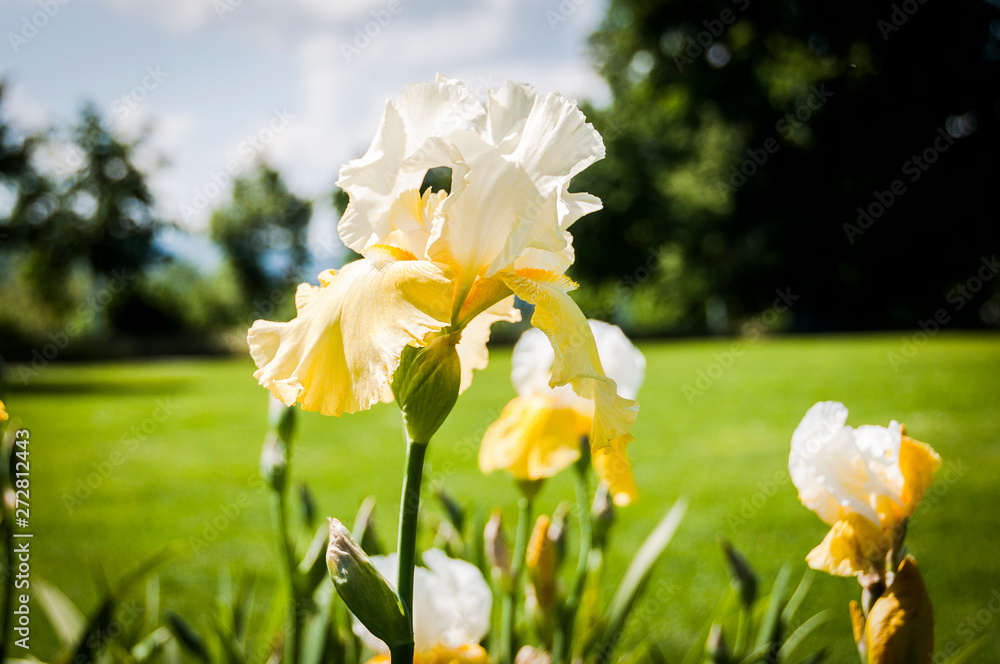 Obraz premium Basel, Iris, Schwertlilie, Lilie, Gelbe Blume, Blumengarten, Gartenarbeit, Schweiz