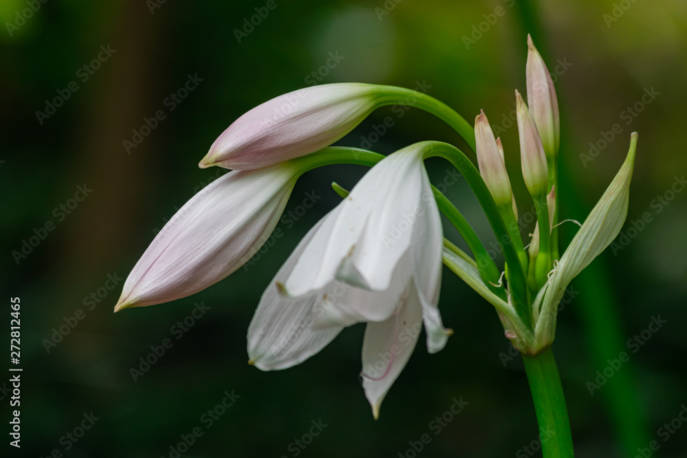 Crinum moorei flowers close view, with dark garden background Crinum moorei flowers close view, with dark garden background