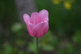 Pink tulip on the background of blurred green