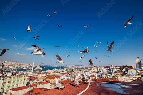 View of the Bosphorus Bay from the roof. Red roofs of Istanbul. Gulls fly to Istanbul, Turkey. Panorama of the embankment of Istanbul in the summer.