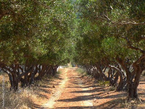 Olive Grove