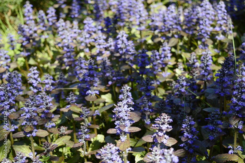 Closeup ajuga reptans - purple blue flower with blurred background in garden Closeup ajuga reptans - purple blue flower with blurred background in garden