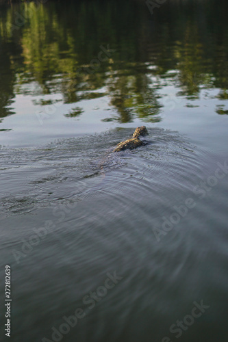 Varan on the nature in Asia floats on the river. Lizard in the open air in Sri Lanka. Stock photo landscape