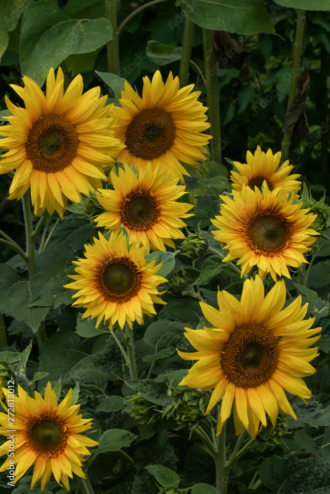 a group of blooming sunflowers in a garden a group of blooming sunflowers in a garden