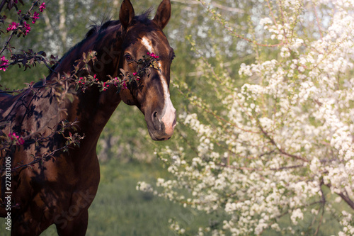 Canvas Print portrait of a brown akhal-teke horse among the blossom trees