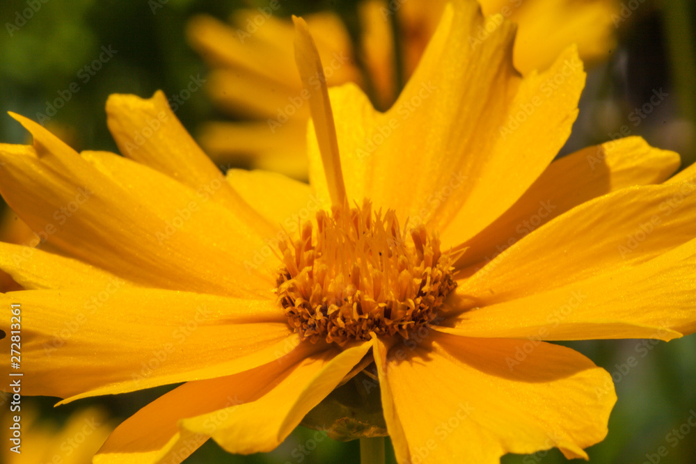 Blossoms of coneflowers (rudbeckia) in yellow and orange Blossoms of coneflowers (rudbeckia) in yellow and orange