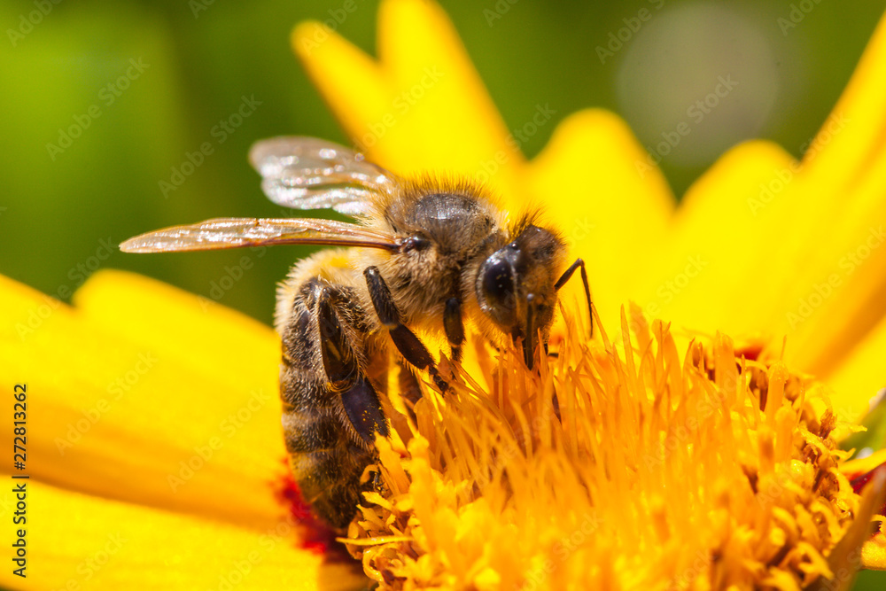 A bee on a blossom of coneflowers (rudbeckia) A bee on a blossom of coneflowers (rudbeckia)